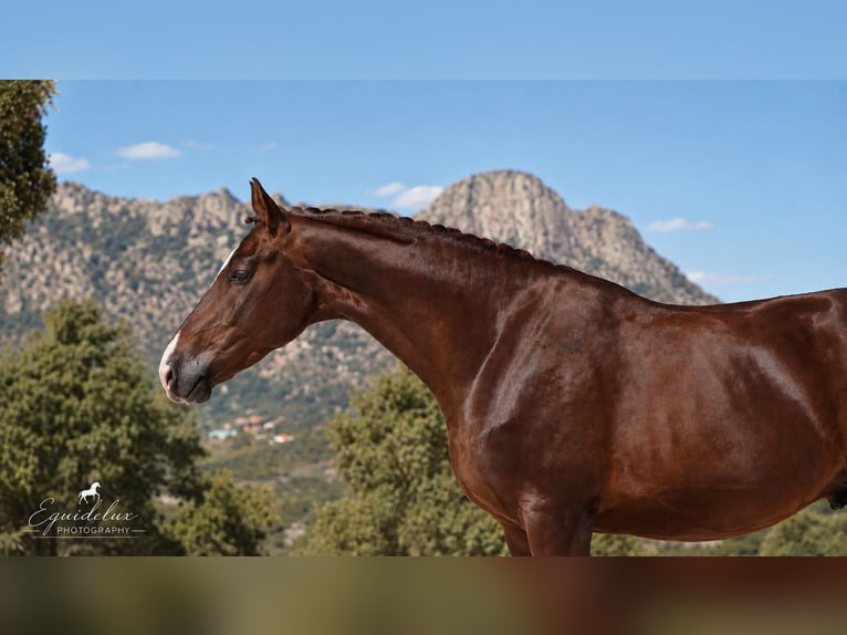 Westfale Hengst 3 Jahre 170 cm Dunkelfuchs in Madrid