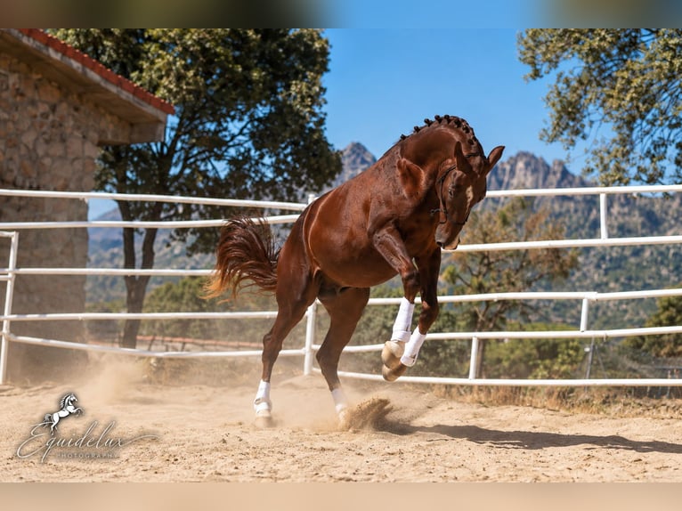 Westfale Hengst 3 Jahre 170 cm Dunkelfuchs in Madrid