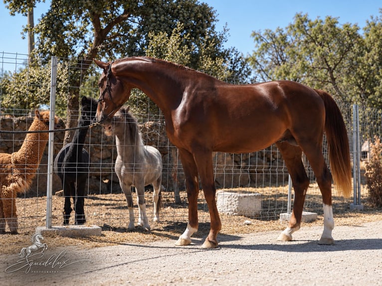 Westfale Hengst 3 Jahre 170 cm Dunkelfuchs in Madrid