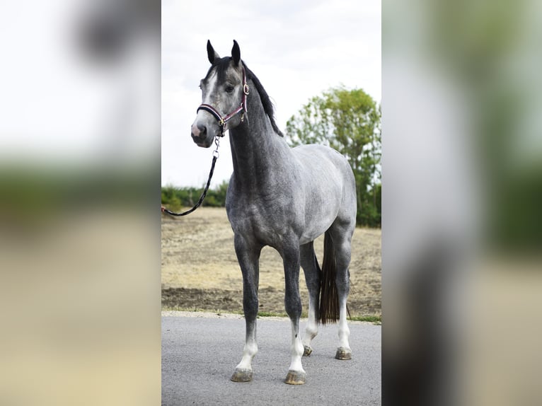Westfale Hengst 3 Jahre 170 cm Schimmel in Szarvas