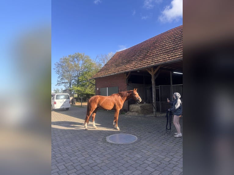 Westfale Hengst 3 Jahre 172 cm Fuchs in Borken
