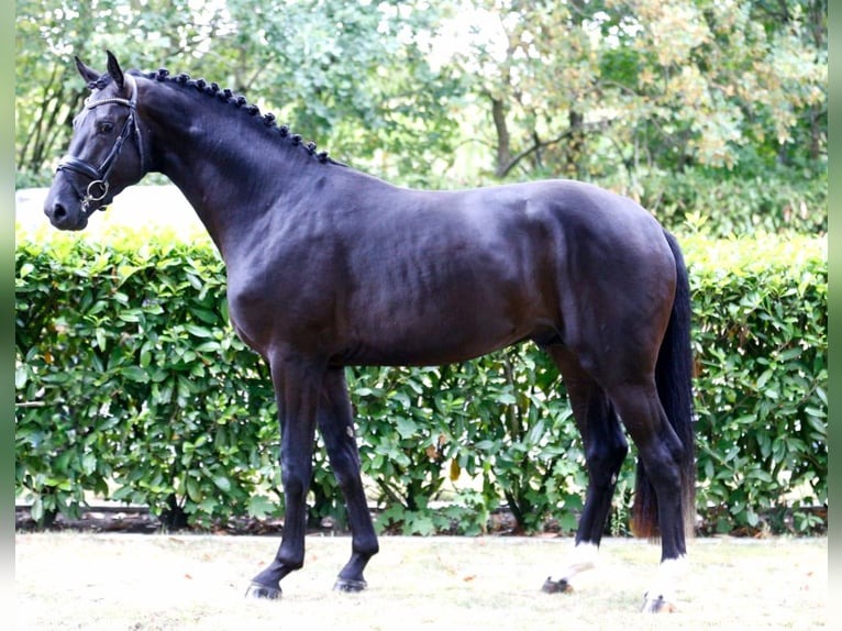 Westfale Hengst 3 Jahre 173 cm Schwarzbrauner in Bramsche