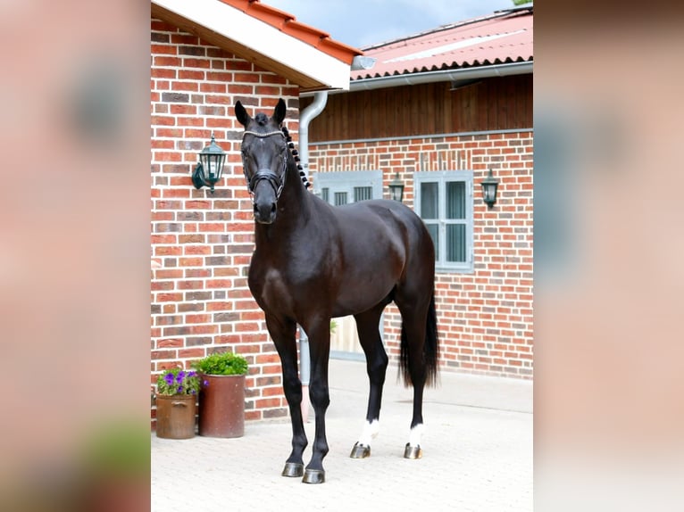 Westfale Hengst 3 Jahre 173 cm Schwarzbrauner in Bramsche