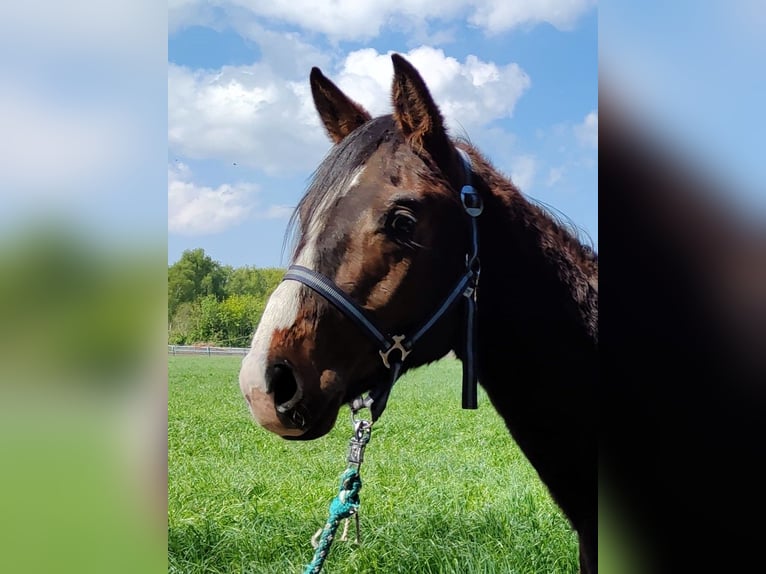 Westfale Hengst 3 Jahre Brauner in Steinfurt