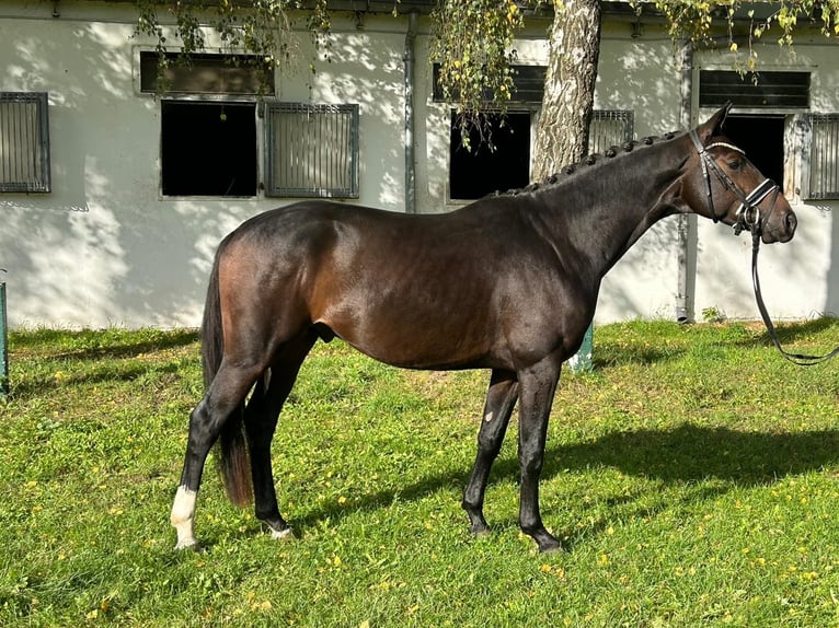 Westfale Hengst 4 Jahre 157 cm Dunkelbrauner in Burgdorf