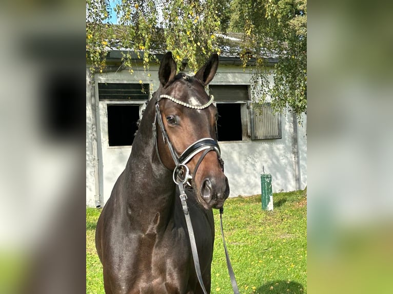 Westfale Hengst 4 Jahre 157 cm Dunkelbrauner in Burgdorf