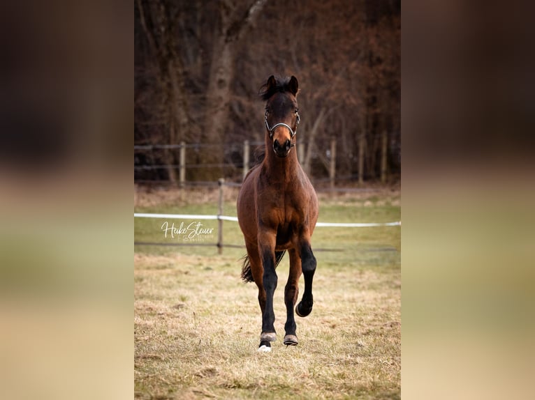 Westfale Hengst 4 Jahre 165 cm Brauner in Alling