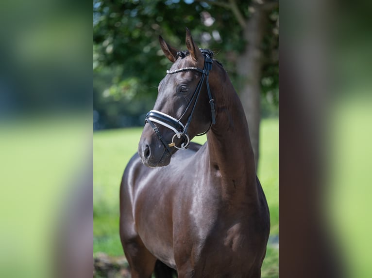 Westfale Hengst 4 Jahre 165 cm Schwarzbrauner in Bramsche