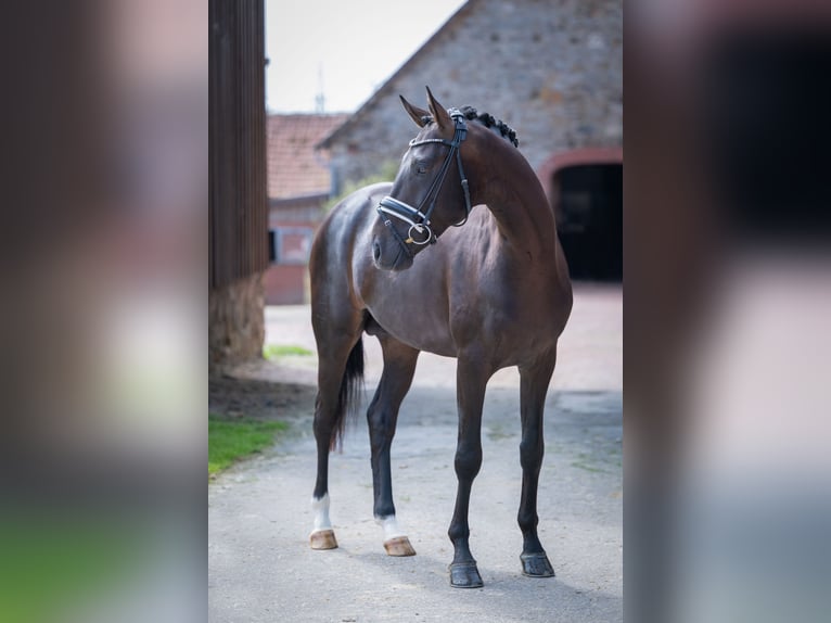 Westfale Hengst 4 Jahre 165 cm Schwarzbrauner in Bramsche