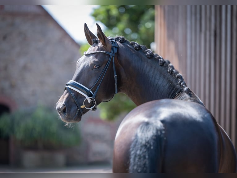 Westfale Hengst 4 Jahre 165 cm Schwarzbrauner in Bramsche