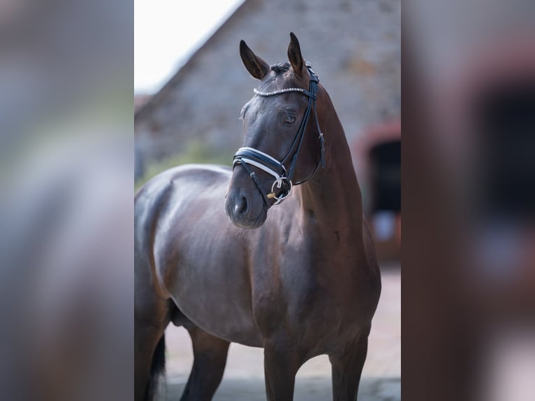 Westfale Hengst 4 Jahre 165 cm Schwarzbrauner in Bramsche