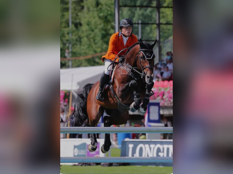 Westfale Hengst 4 Jahre 167 cm Brauner in Waltrop Westfale Hengst 4 Jahre 167 cm Brauner in Waltrop