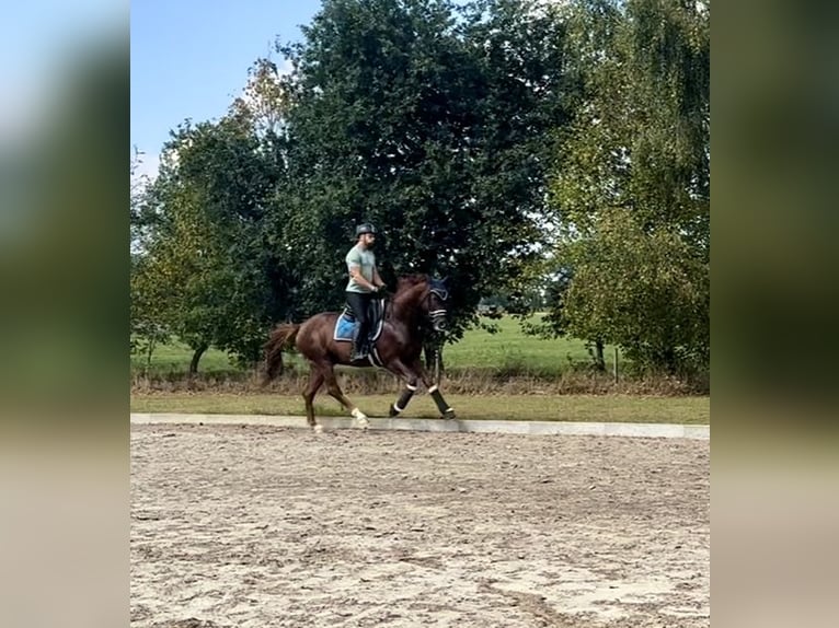Westfale Hengst 4 Jahre 167 cm Dunkelfuchs in Wagenfeld