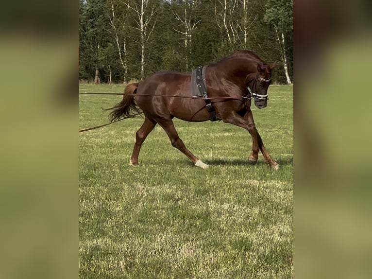 Westfale Hengst 4 Jahre 167 cm Dunkelfuchs in Wagenfeld