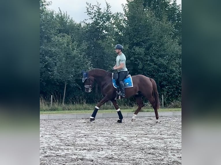 Westfale Hengst 4 Jahre 167 cm Dunkelfuchs in Wagenfeld