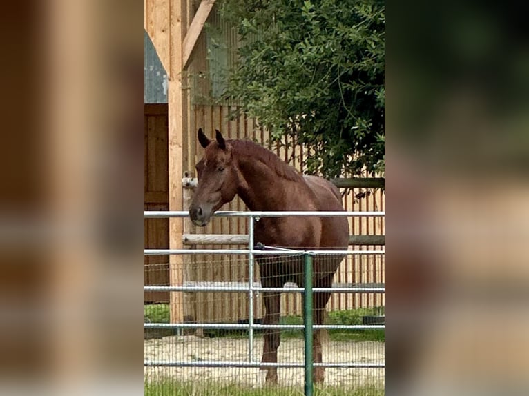 Westfale Hengst 4 Jahre 167 cm Dunkelfuchs in Wagenfeld