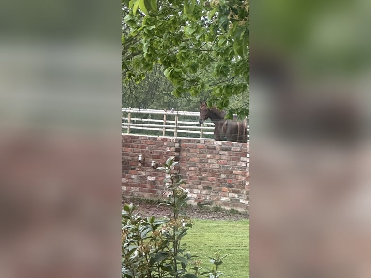 Westfale Hengst 4 Jahre 167 cm Dunkelfuchs in Wagenfeld