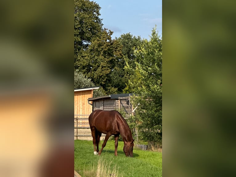 Westfale Hengst 4 Jahre 167 cm Dunkelfuchs in Wagenfeld