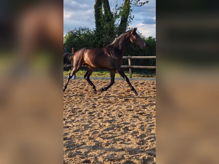 Westfale Hengst 4 Jahre 168 cm Brauner in Leon