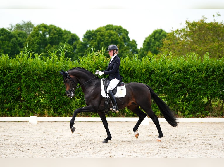 Westfale Hengst 4 Jahre 170 cm Schwarzbrauner in Aalsmeer