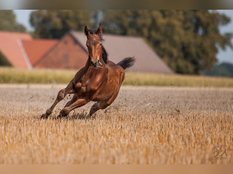 Westfale Hengst 4 Jahre 172 cm Brauner in Beelen