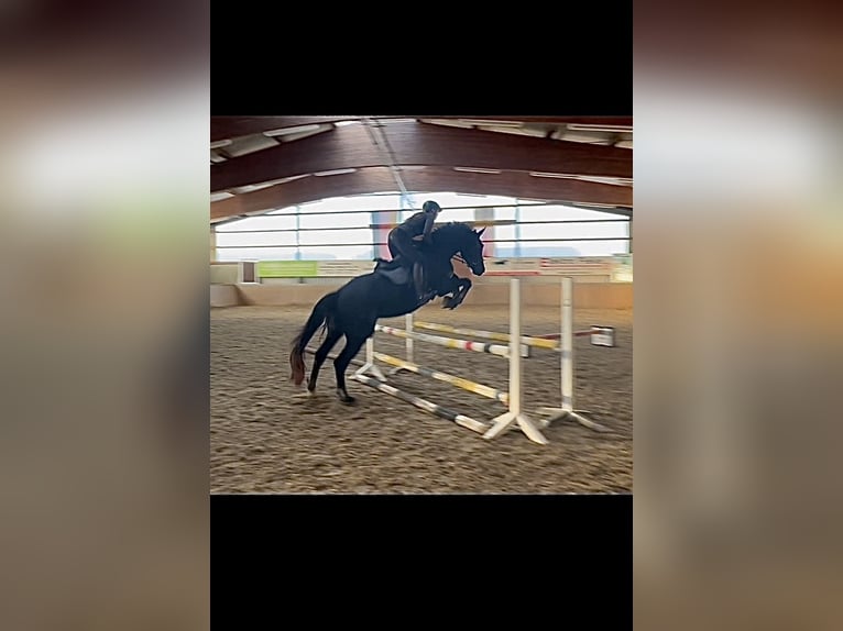 Westfale Hengst 4 Jahre 178 cm Schwarzbrauner in Altenberge