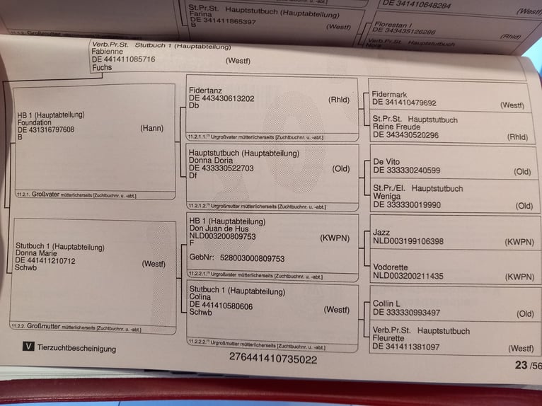 Westfale Hengst 4 Jahre  in Lüdinghausen