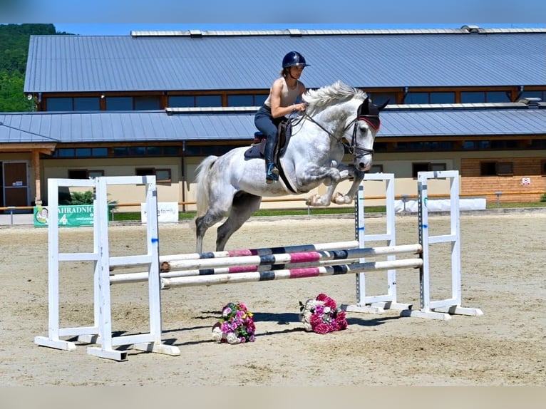 Westfale Hengst 5 Jahre 167 cm Schimmel in Brno