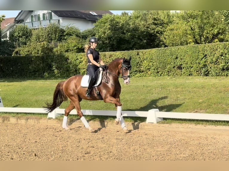 Westfale Hengst 5 Jahre 168 cm Dunkelfuchs in Rottenburg an der Laaber