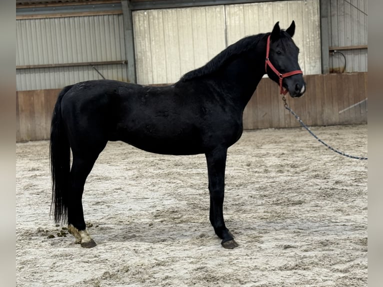 Westfale Hengst 5 Jahre 168 cm Rappe in Zieuwent