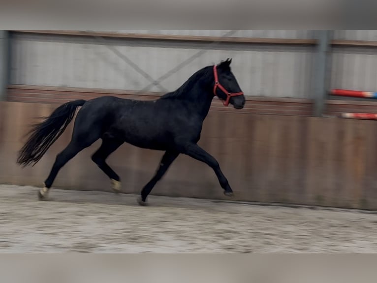 Westfale Hengst 5 Jahre 168 cm Rappe in Zieuwent