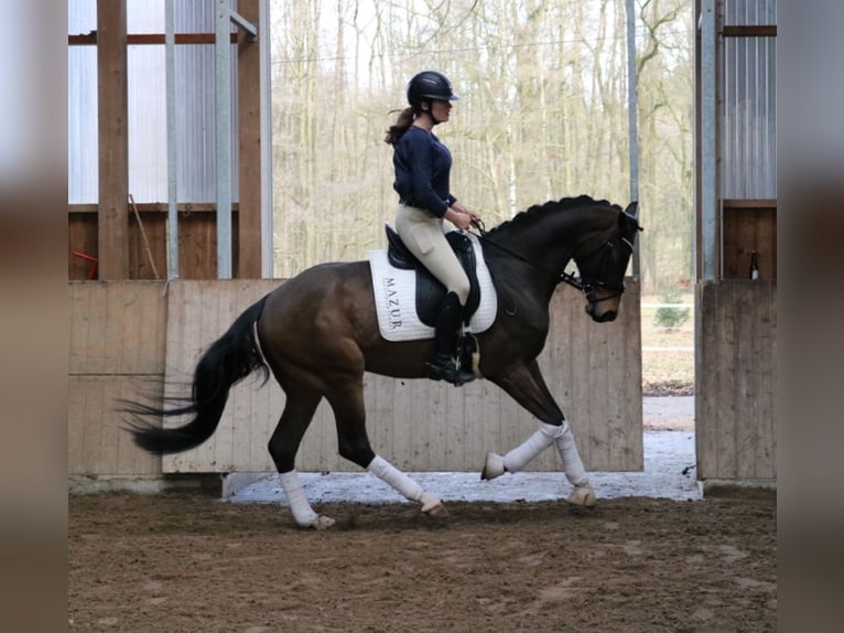 Westfale Hengst 5 Jahre 172 cm Brauner in Fürstenau