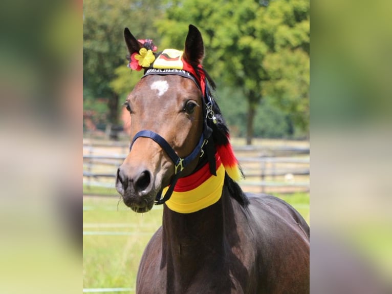 Westfale Hengst 5 Jahre 172 cm Brauner in Fürstenau