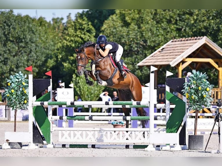 Westfale Hengst 6 Jahre 165 cm Brauner in Goldingen