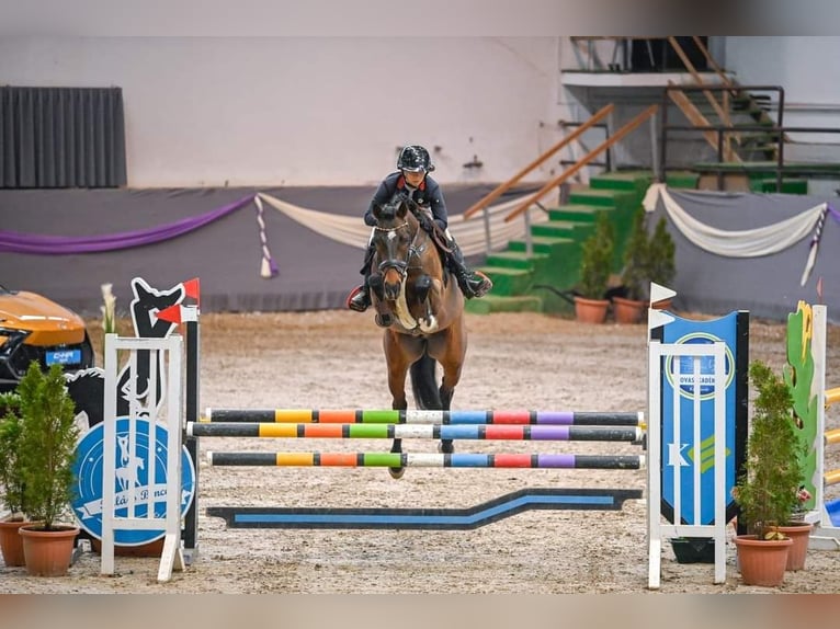 Westfale Hengst 6 Jahre 165 cm Brauner in Goldingen