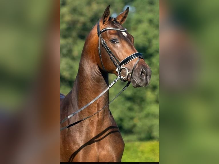 Westfale Hengst 6 Jahre 165 cm Brauner in Goldingen