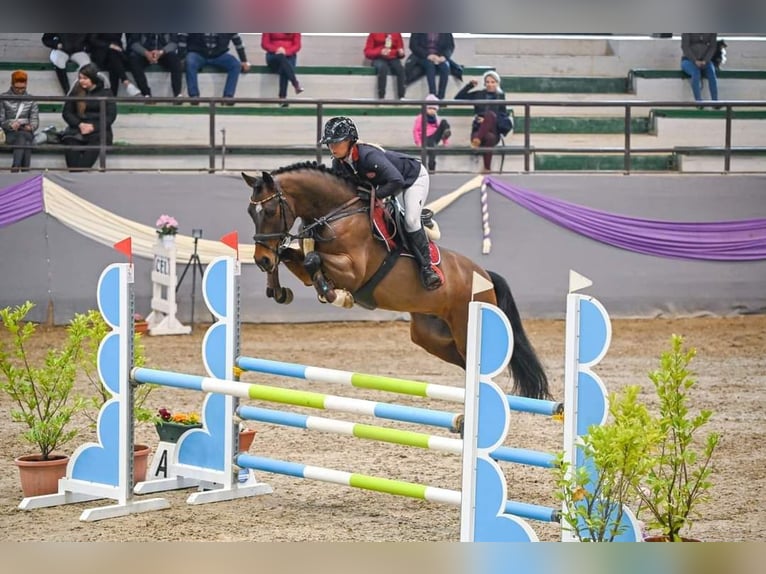 Westfale Hengst 6 Jahre 165 cm Brauner in Goldingen