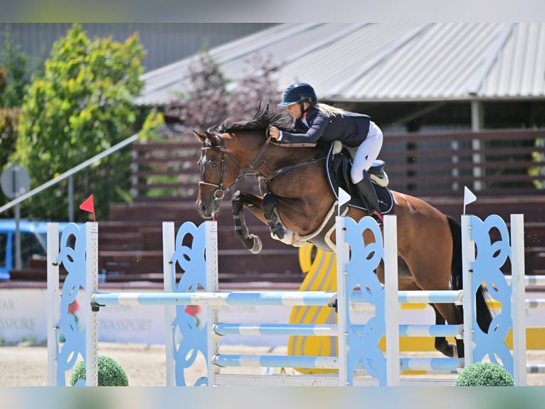 Westfale Hengst 6 Jahre 165 cm Brauner in Goldingen