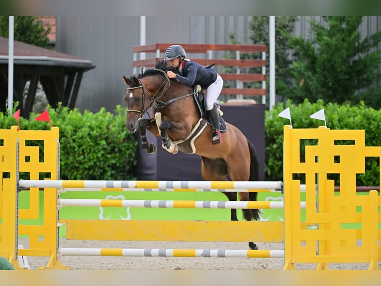 Westfale Hengst 6 Jahre 165 cm Brauner in Goldingen