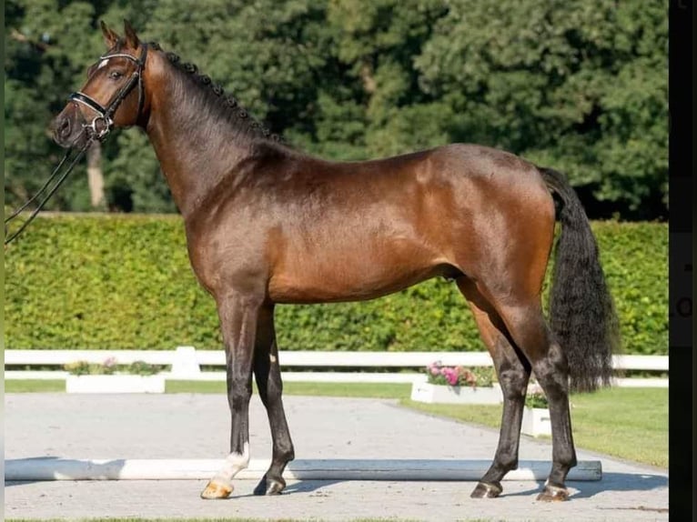 Westfale Hengst 6 Jahre 165 cm Brauner in Goldingen