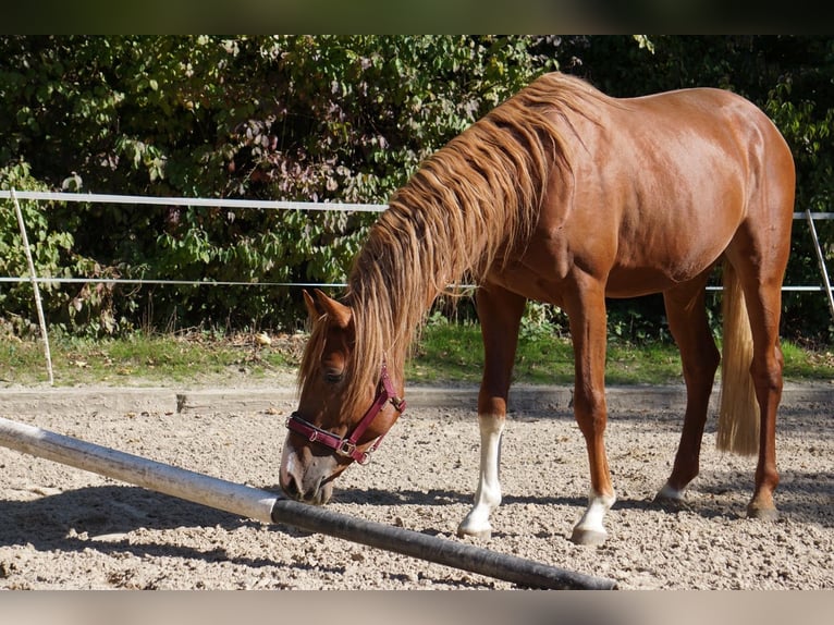 Westfale Hengst 6 Jahre 165 cm Fuchs in Langenfeld