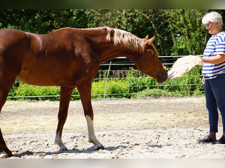Westfale Hengst 6 Jahre 165 cm Fuchs in Langenfeld