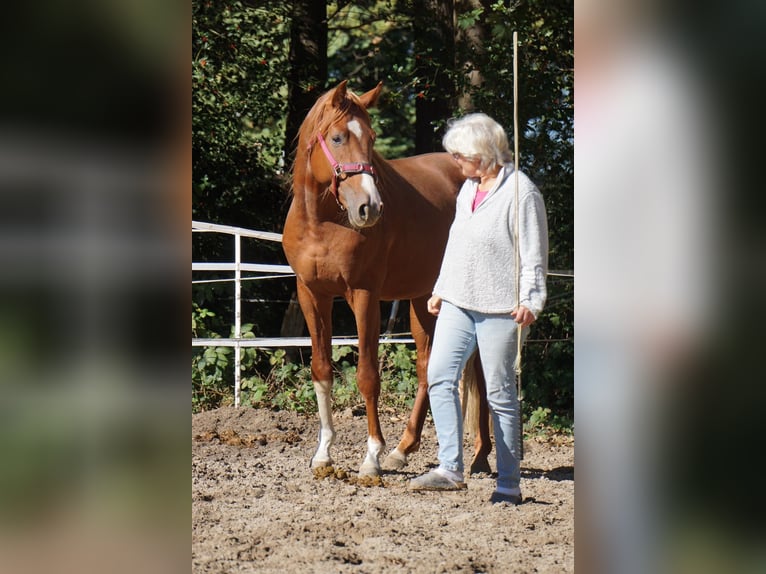 Westfale Hengst 6 Jahre 165 cm Fuchs in Langenfeld
