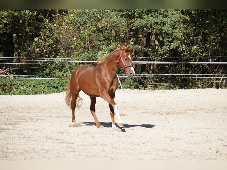 Westfale Hengst 6 Jahre 165 cm Fuchs in Langenfeld