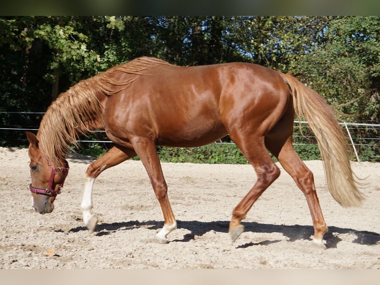 Westfale Hengst 6 Jahre 165 cm Fuchs in Langenfeld