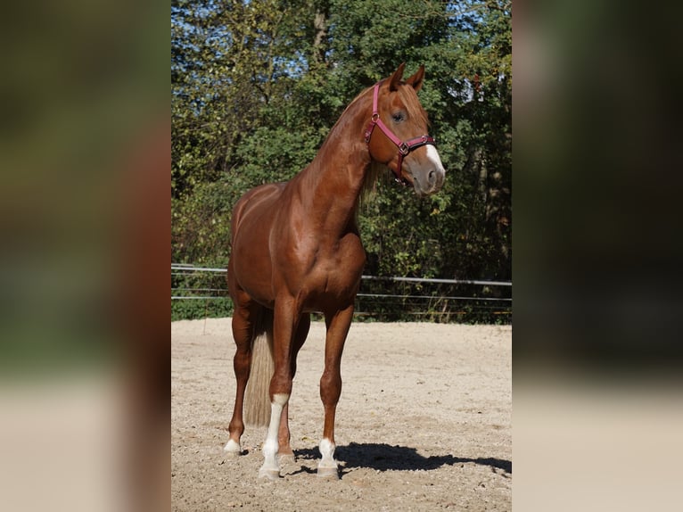 Westfale Hengst 6 Jahre 165 cm Fuchs in Langenfeld