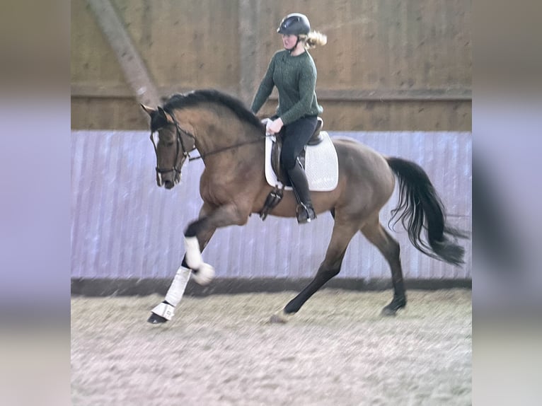 Westfale Hengst 6 Jahre 169 cm Brauner in Borken