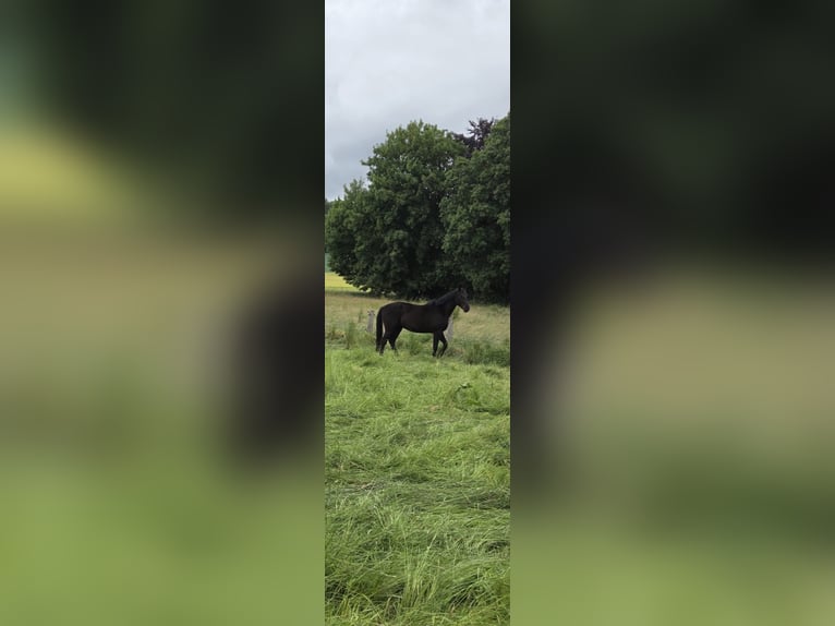 Westfale Hengst 6 Jahre 170 cm Rappe in Gleichen