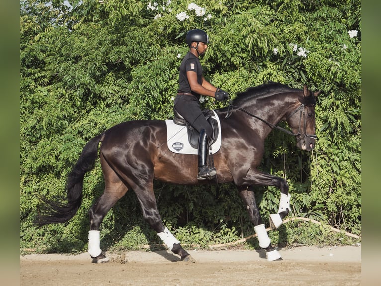 Westfale Hengst 6 Jahre 184 cm Dunkelbrauner in Los Barrios