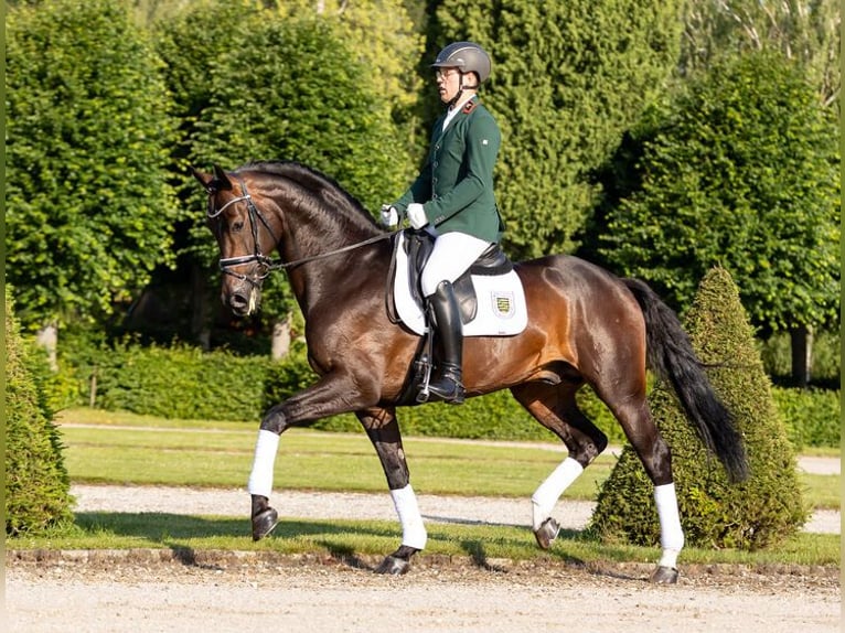 Westfale Hengst Brauner in Moritzburg